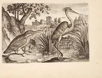 An illustration from Avium vivae icones, in aes (1610)