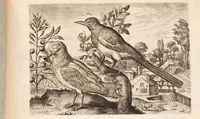 Picture 12 of 12 from Avium vivae icones, in aes (1610), leaf 41