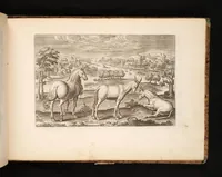 Picture 3 of 15 from Animalium quadrupedum omnis generis verae et artificiosissimae delineationes in aes (1612), leaf 19