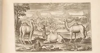 Picture 5 of 15 from Animalium quadrupedum omnis generis verae et artificiosissimae delineationes in aes (1612), leaf 23
