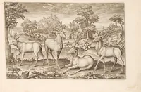 Picture 6 of 15 from Animalium quadrupedum omnis generis verae et artificiosissimae delineationes in aes (1612), leaf 25