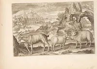Picture 10 of 15 from Animalium quadrupedum omnis generis verae et artificiosissimae delineationes in aes (1612), leaf 37