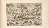Picture 11 of 15 from Animalium quadrupedum omnis generis verae et artificiosissimae delineationes in aes (1612), leaf 41