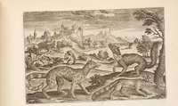 Picture 12 of 15 from Animalium quadrupedum omnis generis verae et artificiosissimae delineationes in aes (1612), leaf 43