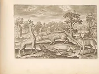 Picture 13 of 15 from Animalium quadrupedum omnis generis verae et artificiosissimae delineationes in aes (1612), leaf 45