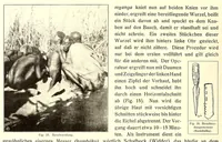 Picture 6 of 19 from Baessler-Archiv (1910), leaf 14