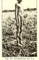 Picture 7 of 19 from Baessler-Archiv (1910), leaf 16