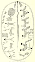 An illustration from Baessler-Archiv (1910)