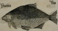 An illustration from Bairische Lanndtsordnung (1553)