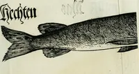 An illustration from Bairische Lanndtsordnung (1553)