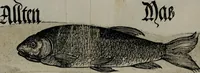 Picture 14 of 26 from Bairische Lanndtsordnung (1553), leaf 340