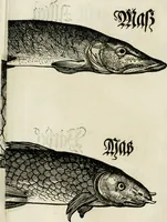 Picture 16 of 26 from Bairische Lanndtsordnung (1553), leaf 341