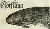 Picture 17 of 26 from Bairische Lanndtsordnung (1553), leaf 342