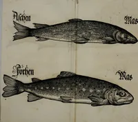 An illustration from Bairische Lanndtsordnung (1553)