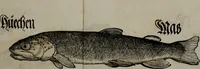Picture 21 of 26 from Bairische Lanndtsordnung (1553), leaf 344