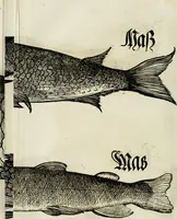 Picture 22 of 26 from Bairische Lanndtsordnung (1553), leaf 345