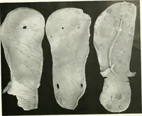 An illustration from Balabish (1920)
