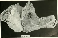 Picture 24 of 55 from Balabish (1920), leaf 108