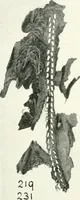 Picture 25 of 55 from Balabish (1920), leaf 110