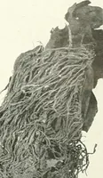 Picture 27 of 55 from Balabish (1920), leaf 110