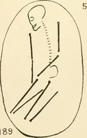An illustration from Balabish (1920)