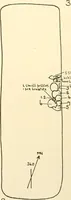 Picture 39 of 55 from Balabish (1920), leaf 120
