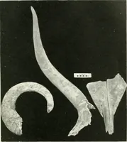 Picture 8 of 55 from Balabish (1920), leaf 96