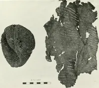 Picture 12 of 55 from Balabish (1920), leaf 98