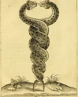 An illustration from Baldi Angeli Abbatii ... De admirabili viperae natura, & de mirificis ejusdem facultatibus liber (1603)
