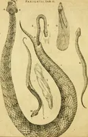 An illustration from Baldi Angeli Abbatii ... De admirabili viperae natura, & de mirificis ejusdem facultatibus liber (1603)