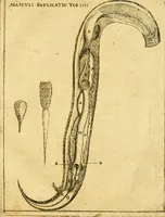 An illustration from Baldi Angeli Abbatii ... De admirabili viperae natura, & de mirificis ejusdem facultatibus liber (1603)