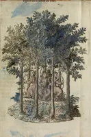 Picture 14 of 28 from Balet comiqve de la royne : faict avx nopces de monsieur le duc de Ioyeuse & madamoyselle de Vaudemont sa soeur (1582), leaf 89