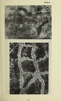 An illustration from [Balloon notes] (1917)