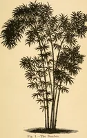 An illustration from Bamboo work; comprising the construction of furniture, household fitments, and other articles in bamboo (1901)