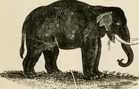 An illustration from Banbury chap books and nursery toy book literature [of the XVIII and early XIX centuries] (1890)