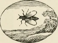 An illustration from Banbury chap books and nursery toy book literature [of the XVIII and early XIX centuries] (1890)