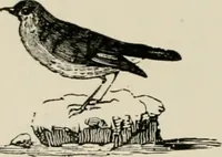 An illustration from Banbury chap books and nursery toy book literature [of the XVIII and early XIX centuries] (1890)