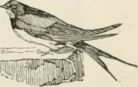 An illustration from Banbury chap books and nursery toy book literature [of the XVIII and early XIX centuries] (1890)