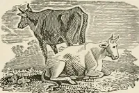 An illustration from Banbury chap books and nursery toy book literature [of the XVIII and early XIX centuries] (1890)