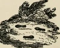 An illustration from Banbury chap books and nursery toy book literature [of the XVIII and early XIX centuries] (1890)