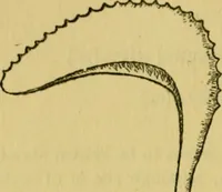 An illustration from The ban of the Bori; demons and demon-dancing in West and North Africa (1914)