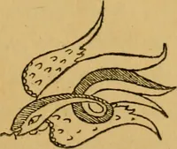 An illustration from The ban of the Bori; demons and demon-dancing in West and North Africa (1914)