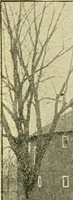 Picture 176 of 310 from Barn plans and outbuildings (1914), leaf 240