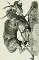 An illustration from Barye (1904)