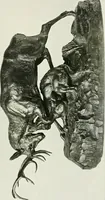 Picture 11 of 20 from Barye (1904), leaf 22