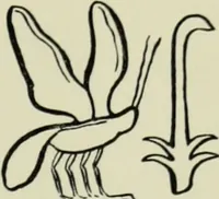 Picture 129 of 232 from The bases of design (1902), leaf 216