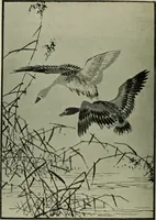 An illustration from The bases of design (1902)