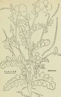 Picture 189 of 232 from The bases of design (1902), leaf 308
