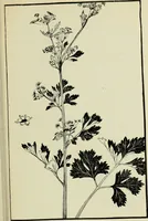 Picture 191 of 232 from The bases of design (1902), leaf 310