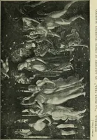 Picture 210 of 232 from The bases of design (1902), leaf 346